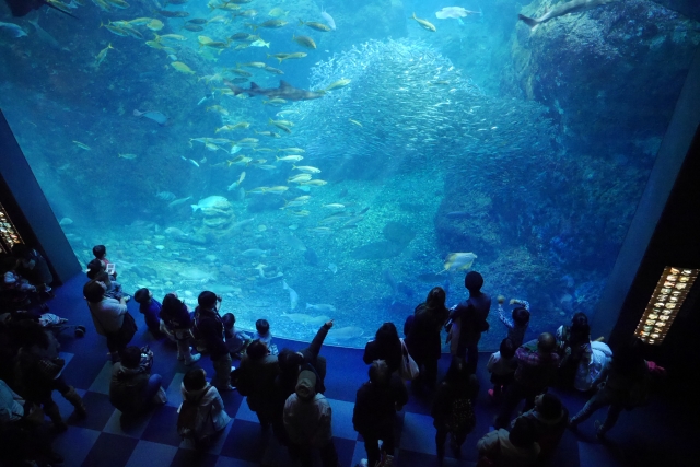 【新江ノ島水族館】ナイトワンダーアクアリウム2019に行ってきた！混雑状況は？